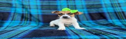 Jack Russell Terrier dogs for sale: Bree - Ad 2