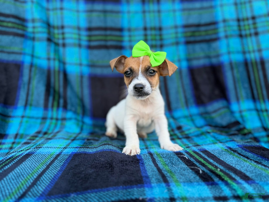 Jack Russell Terrier dogs for sale: Bree - Ad 2