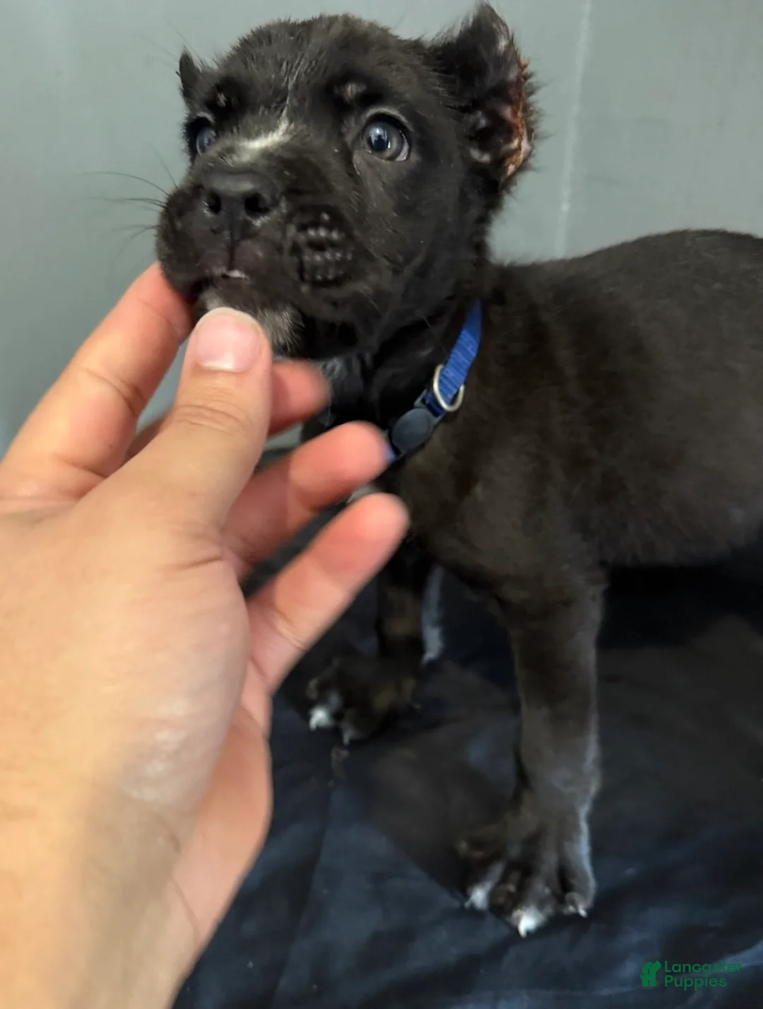 Cane Corso dogs for sale: Branch - Ad 2