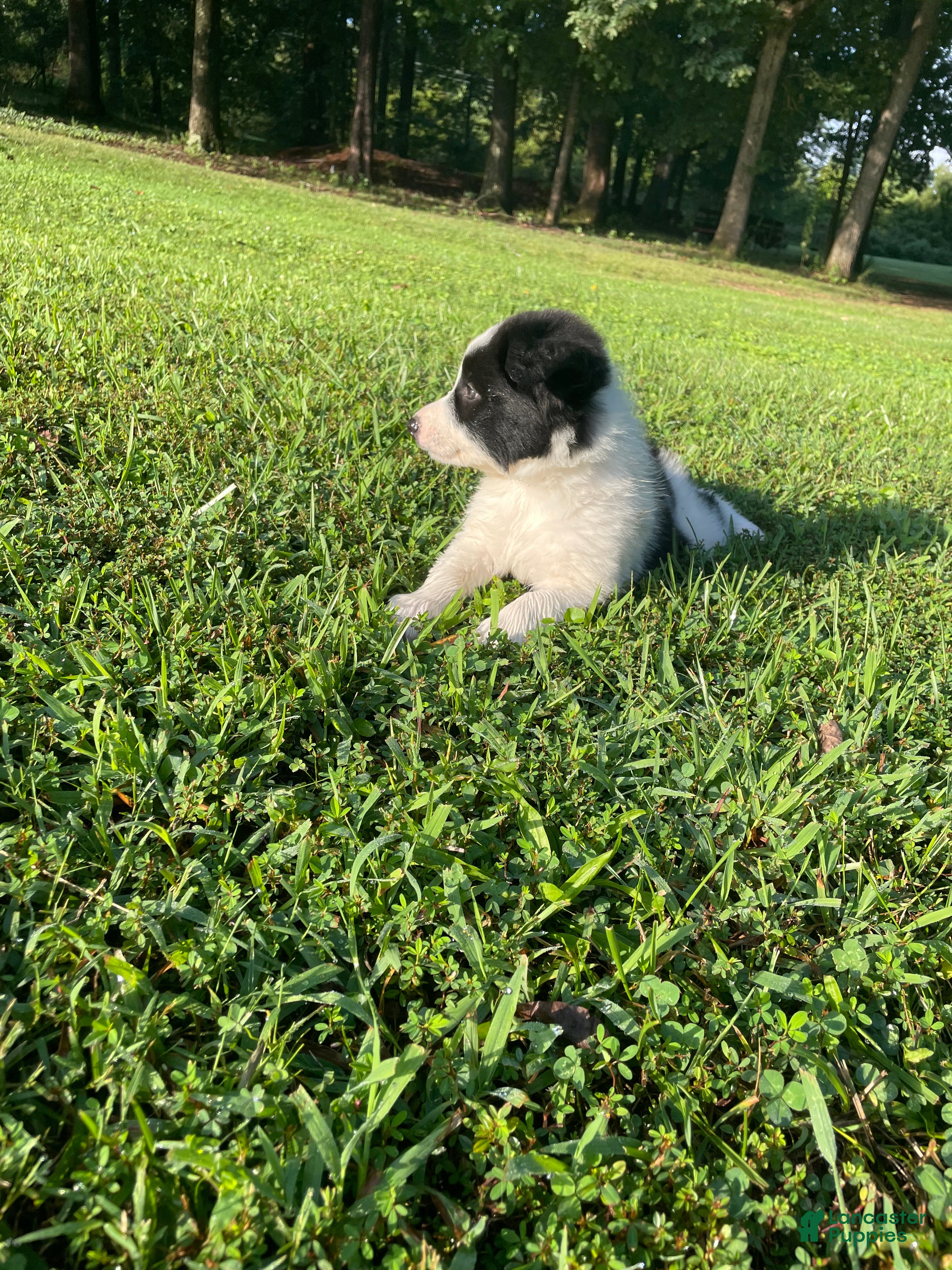 Mixed Breed dogs Huey - Ad 2