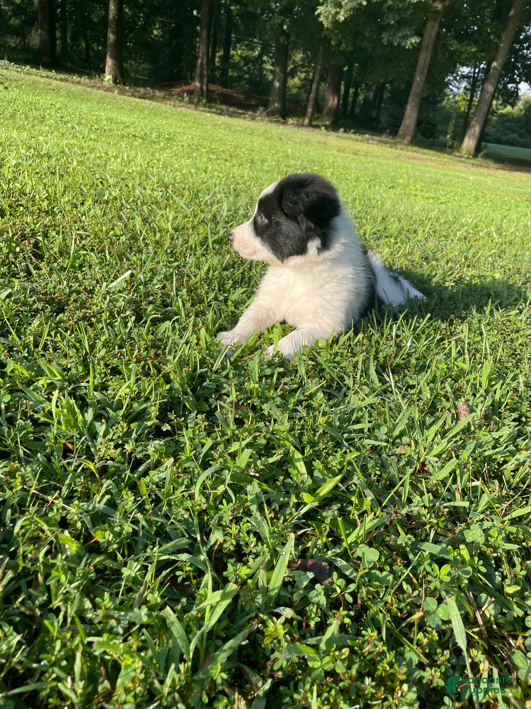 Mixed Breed dogs for sale: Huey - Ad 2