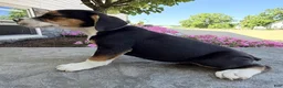 Beabull dogs for sale: Maverick - Ad 4