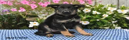German Shepherd dogs for sale: Sasha - Ad 3
