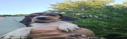 Beagle dogs for sale: Brenda - Ad 3