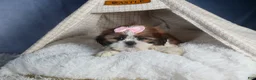 Shih Tzu dogs for sale: COOKIE - Ad 10