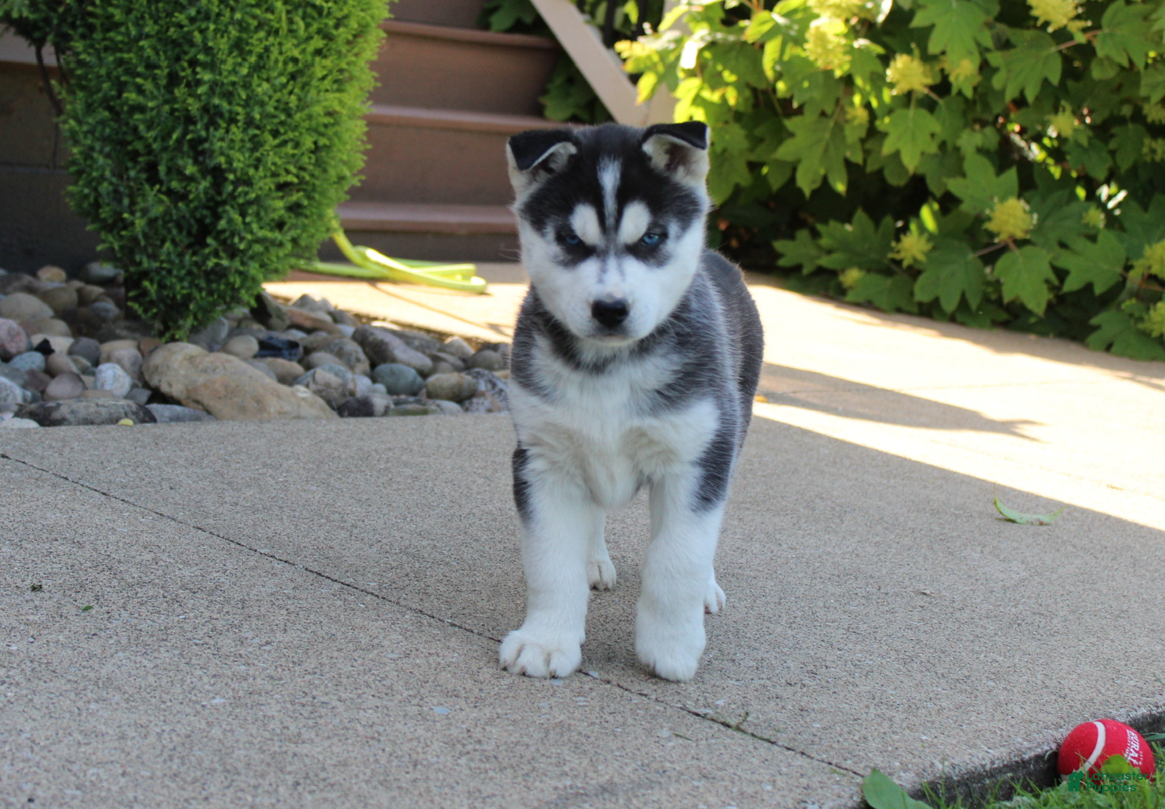 Siberian Husky dogs Willow - Ad 1