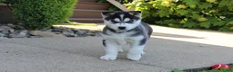 Siberian Husky dogs for sale: Willow - Ad 1
