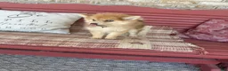 Pomsky dogs for sale: Reese - Ad 3
