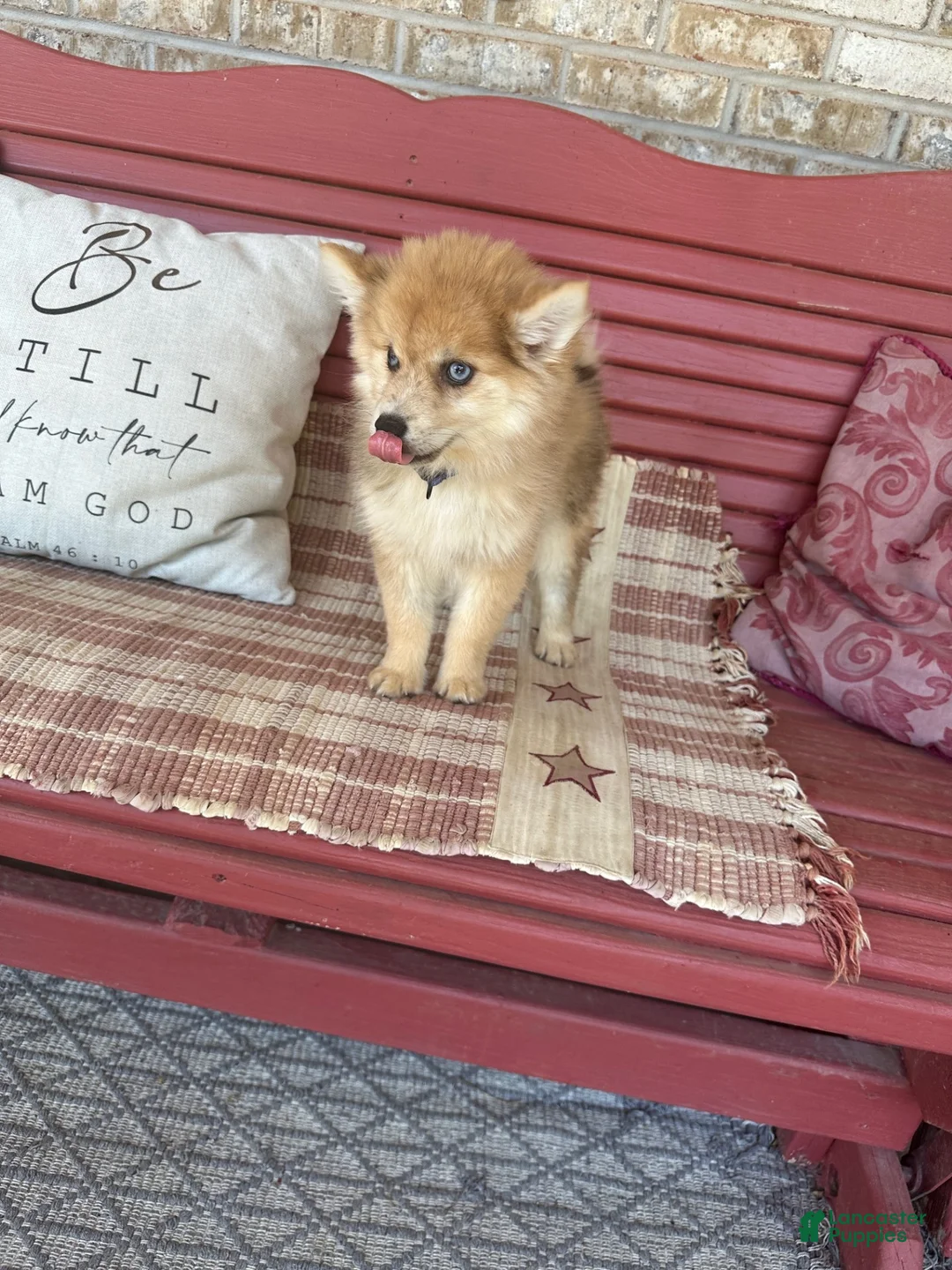 Pomsky dogs for sale: Reese - Ad 6