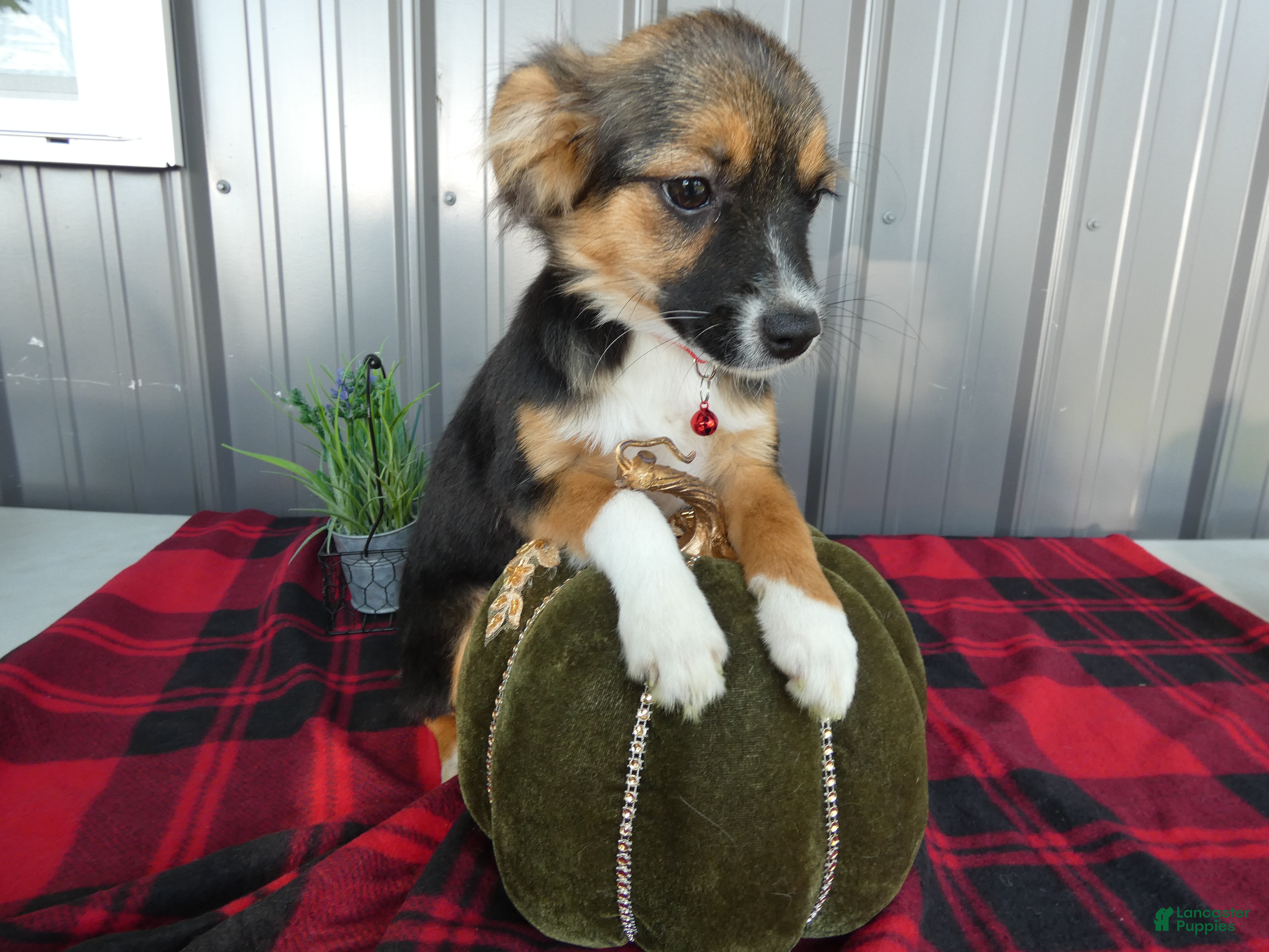 Miniature Australian Shepherd dogs Miniature Australian Shepherd 1 Serena - Ad 27