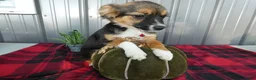 Miniature Australian Shepherd dogs for sale: Miniature Australian Shepherd 1 Serena - Ad 1