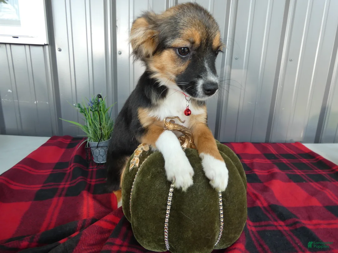 Miniature Australian Shepherd dogs for sale: Miniature Australian Shepherd 1 Serena - Ad 1
