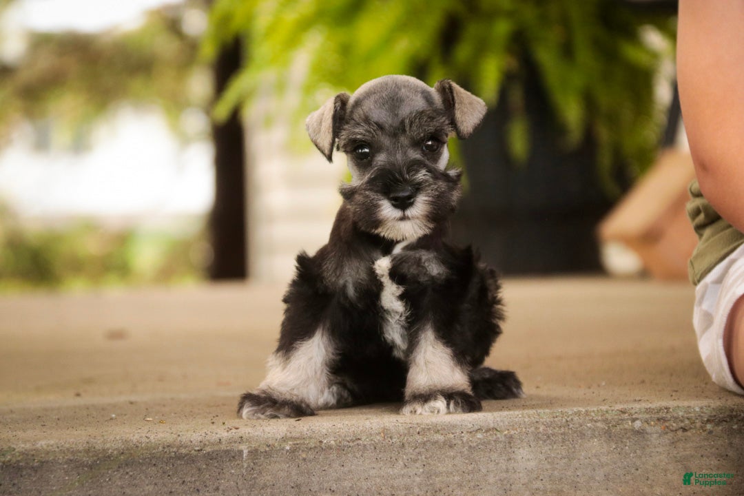 Miniature Schnauzer dogs Annabelle Miniature Schnauzer  - Ad 1