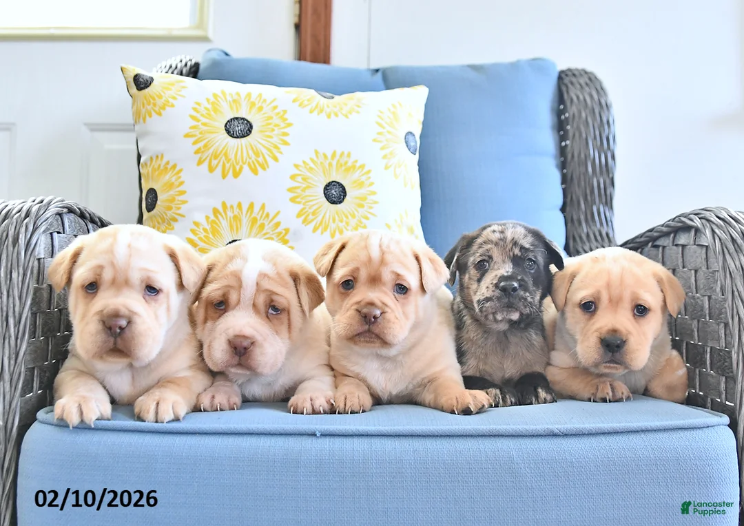 Mini Hippo dogs for sale: Tonya - Ad 3