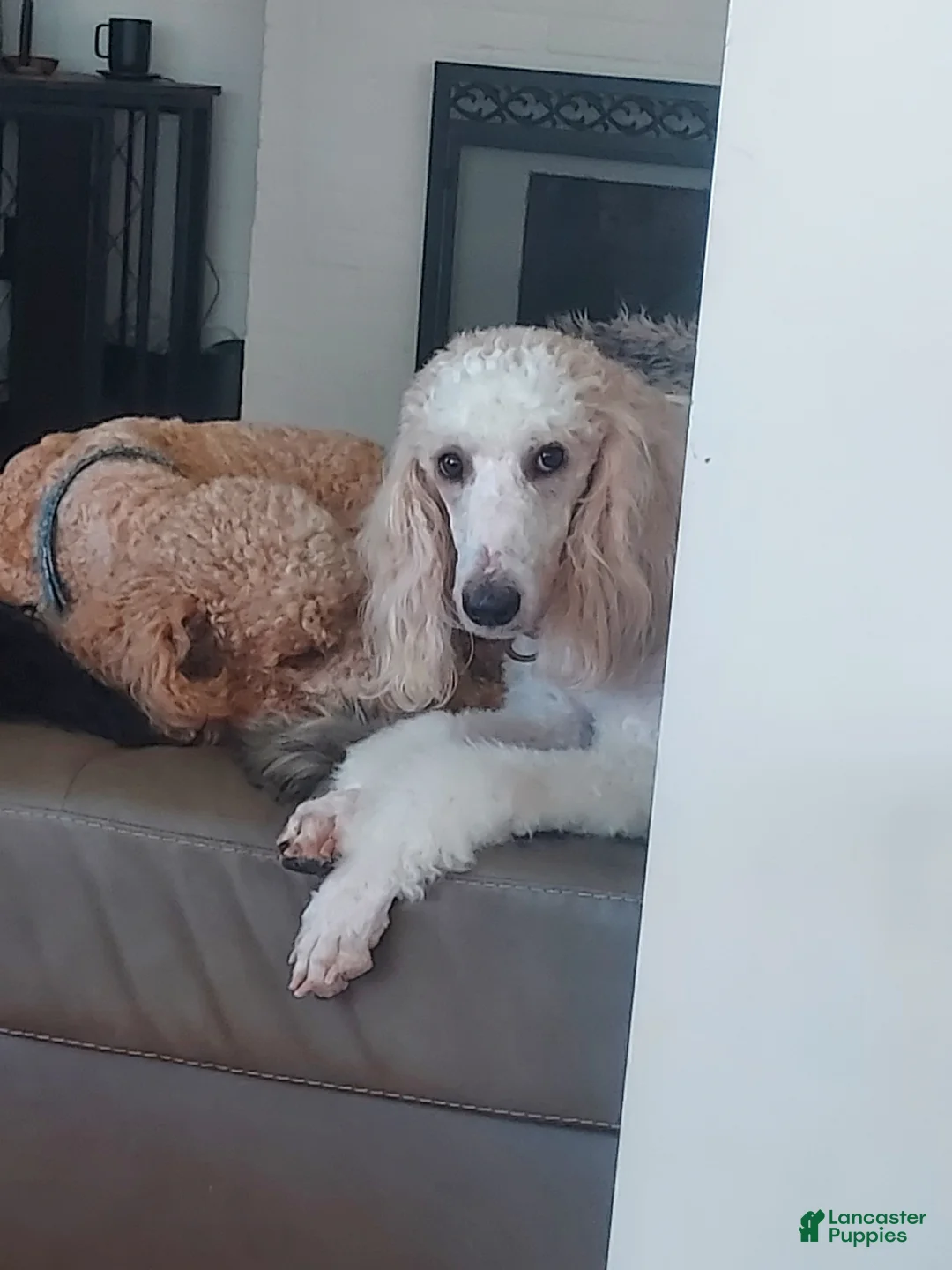 Goldendoodle dogs for sale: Goldendoodle Puppy 5 - Ad 2