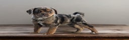 Puggle dogs for sale: Mocha - Ad 1