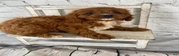 Cavapoo dogs for sale: Tucker - Ad 8