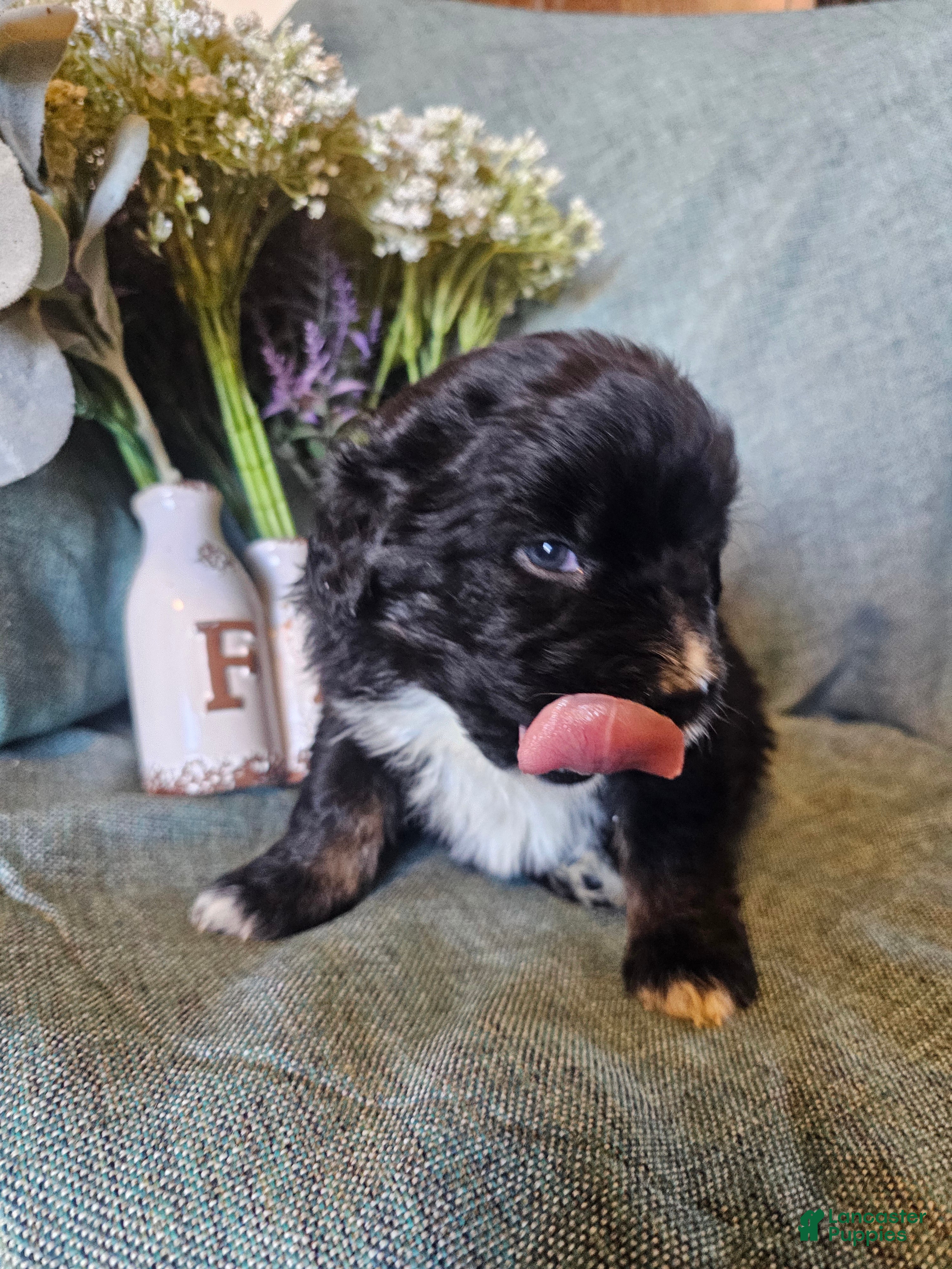 Mixed Breed dogs Poppy  - Ad 2