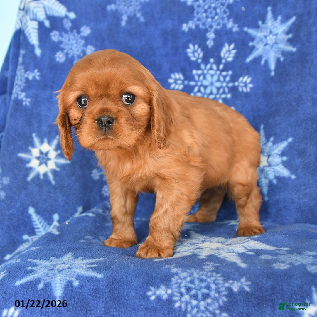 Cavalier King Charles Spaniel dogs for sale: Nash - Ad 3