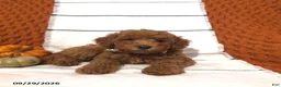Mini Goldendoodle dogs for sale: River - Ad 3