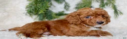 Miniature Poodle dogs for sale: Miniature Poodle 5 - Ad 2