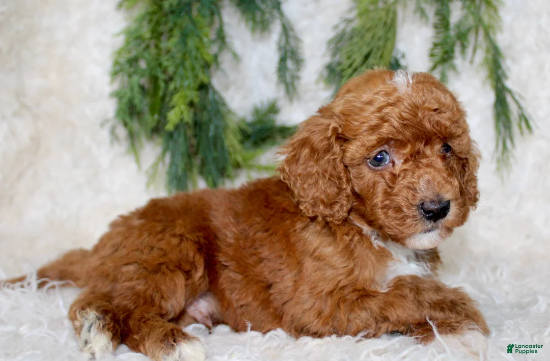 Miniature Poodle dogs for sale: Miniature Poodle 5 - Ad 2