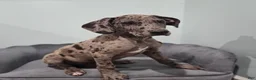 Great Dane dogs for sale: Merle - Ad 3