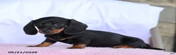 Miniature Dachshund dogs for sale: Carol - Ad 3