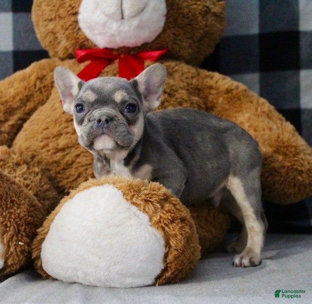 French Bulldog dogs Louie - Ad 2