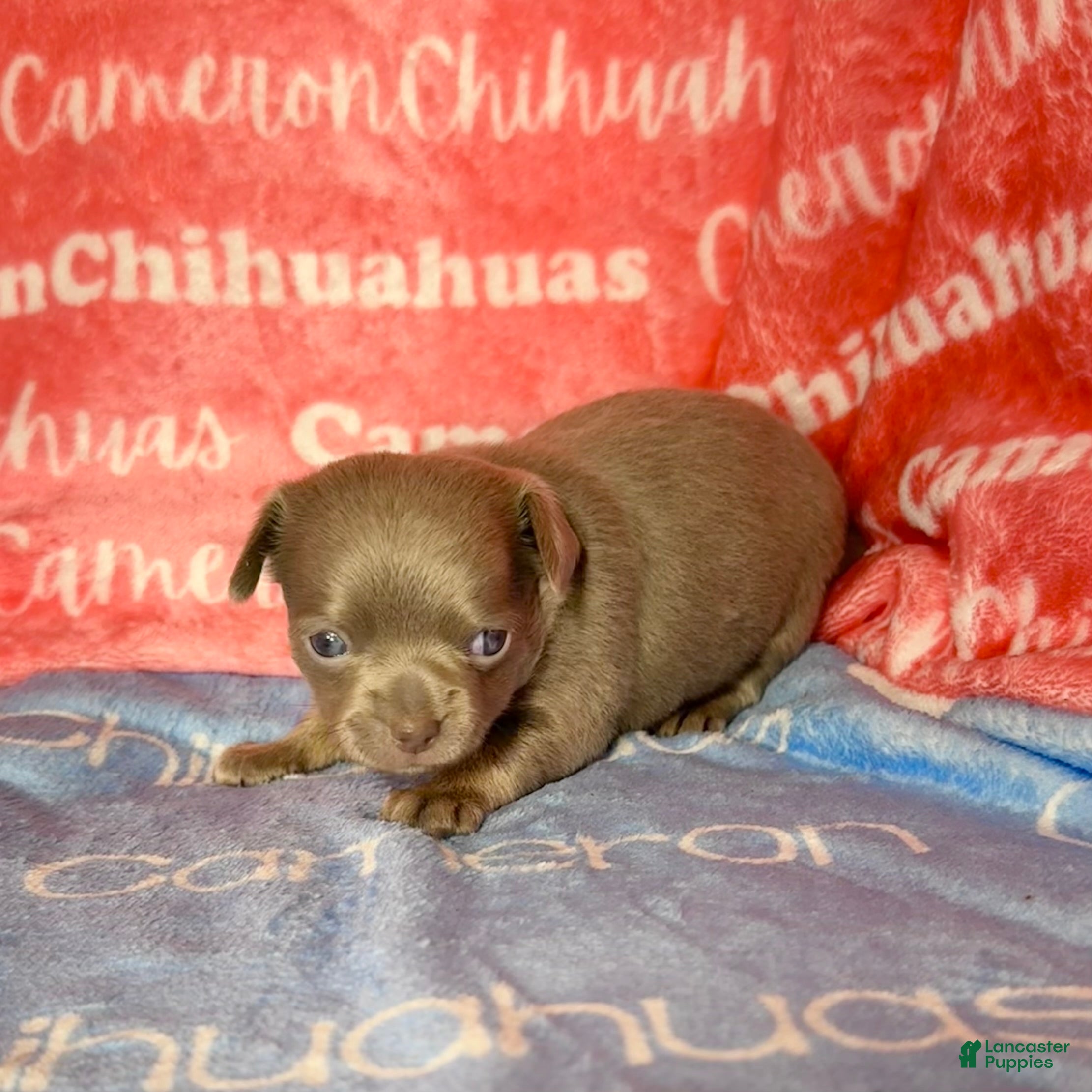 Chihuahua dogs for sale: Cannoli Lavender Smooth Coat - Ad 1