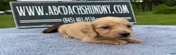 Miniature Dachshund dogs for sale: South African AKC Carrie’s Choc CR - Ad 4