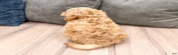Cavapoo dogs for sale: Charlie - Ad 5