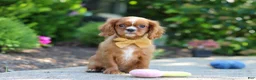 Cavalier King Charles Spaniel dogs for sale: Mr. Bentley - Ad 2
