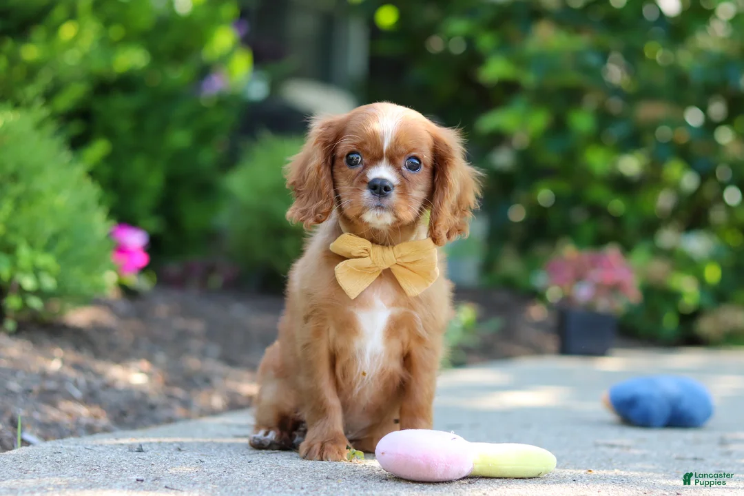Cavalier King Charles Spaniel dogs for sale: Mr. Bentley - Ad 2