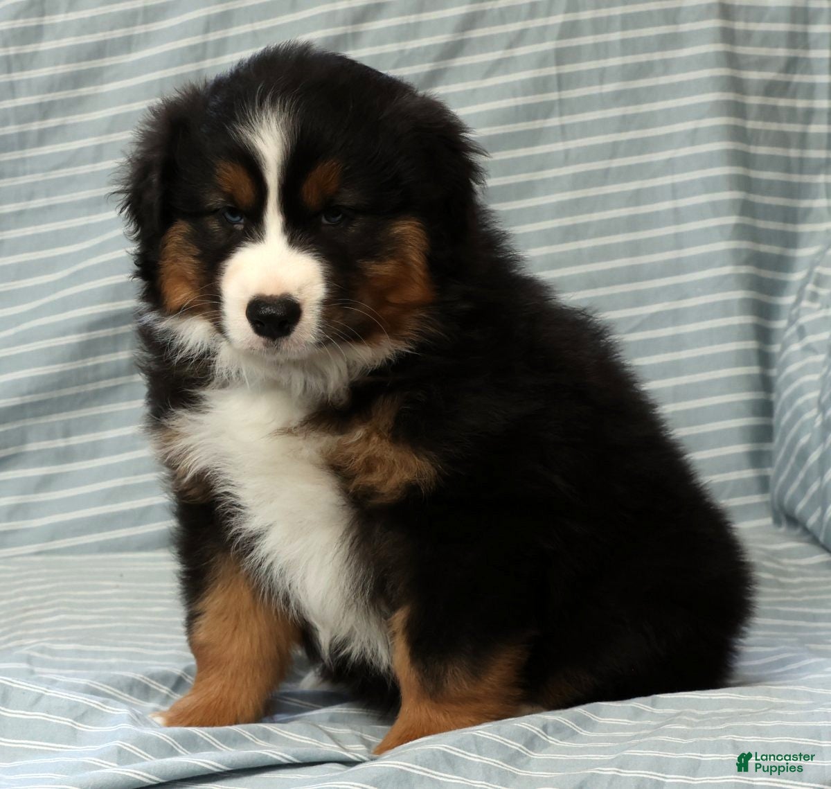Australian Shepherd dogs for sale: Bear - Ad 9