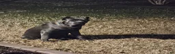 Cane Corso dogs for stud: Boogie Nights - Ad 4