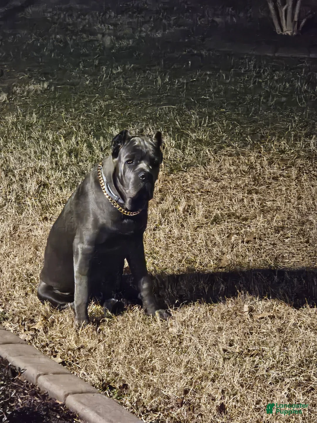 Cane Corso dogs for stud: Boogie Nights - Ad 4