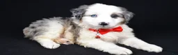 Mini Aussiedoodle dogs for sale: Wiggles - Ad 9
