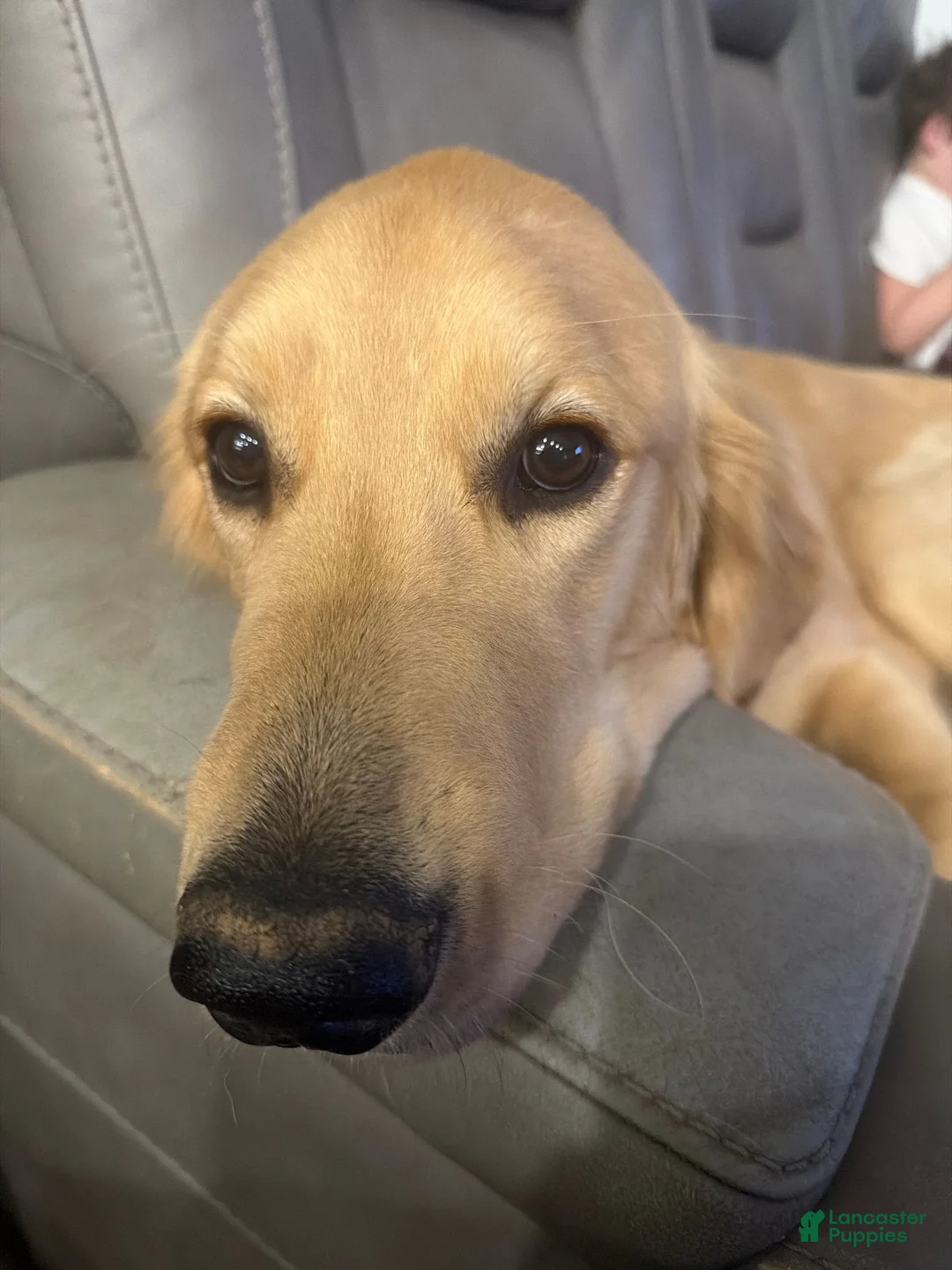 Golden Retriever dogs for sale: Blue Male - Ad 3