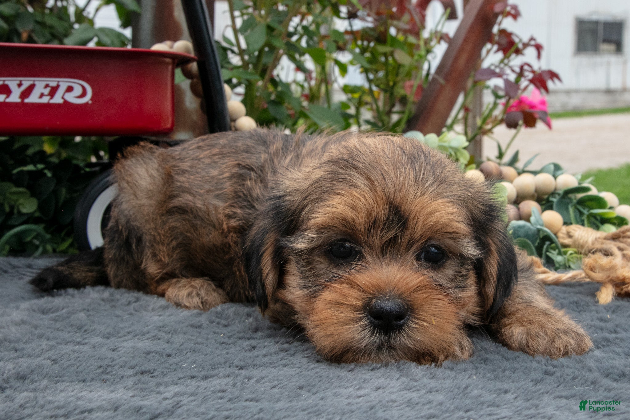 Morkie dogs Chad - Ad 2
