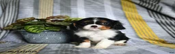 Cavalier King Charles Spaniel dogs for sale: Jett - Ad 3