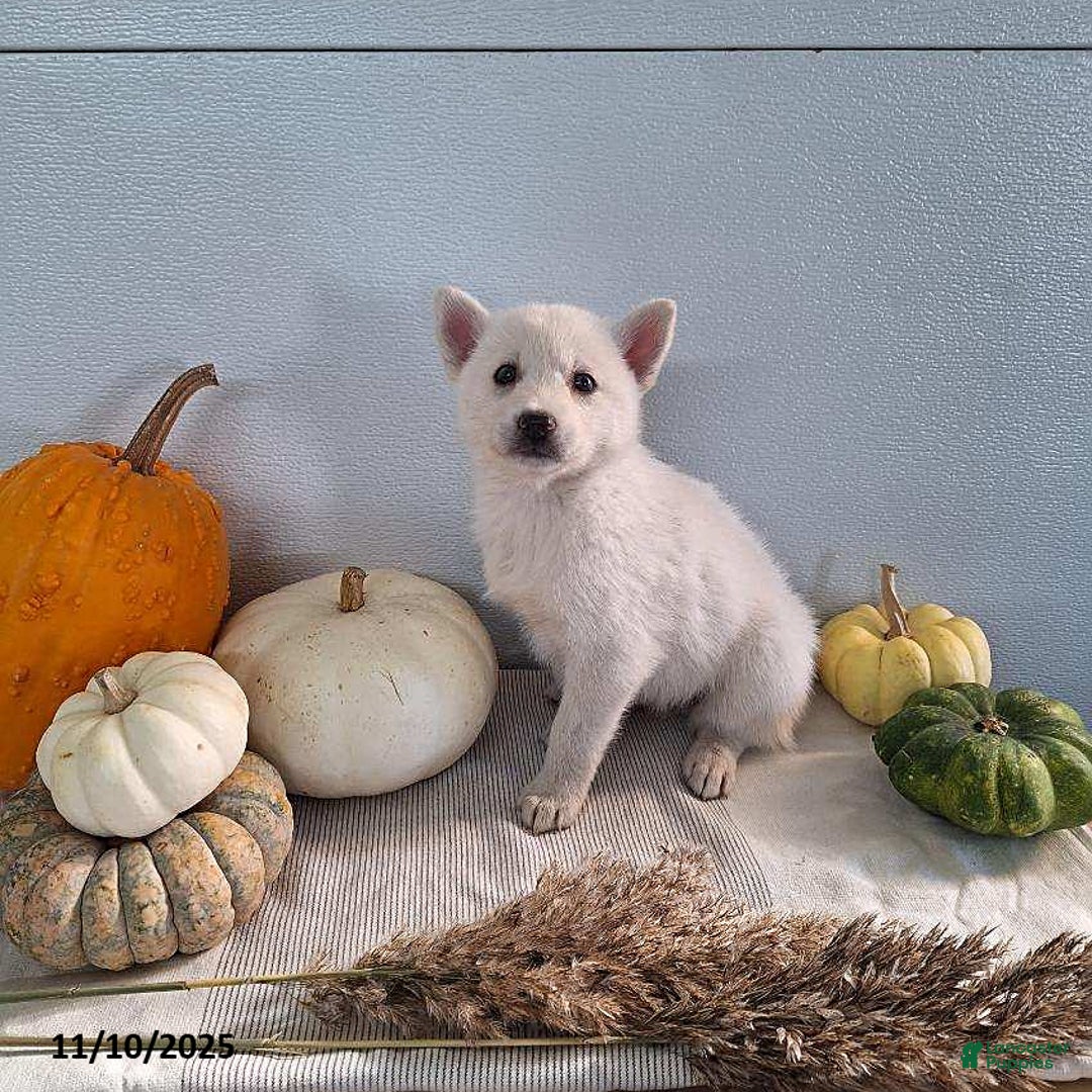 Pomsky dogs for sale: Jana - Ad 4