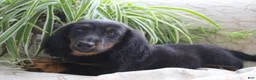 Miniature Dachshund dogs for sale: Macaroni - Ad 4