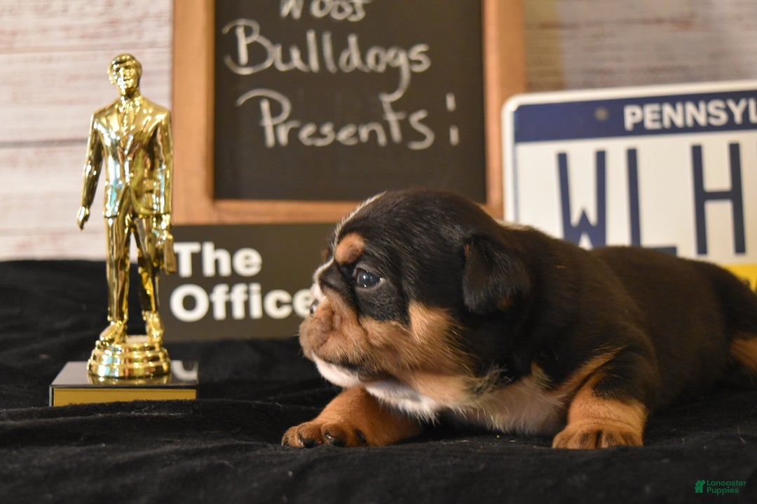 English Bulldog dogs for sale: Stanley - Ad 6