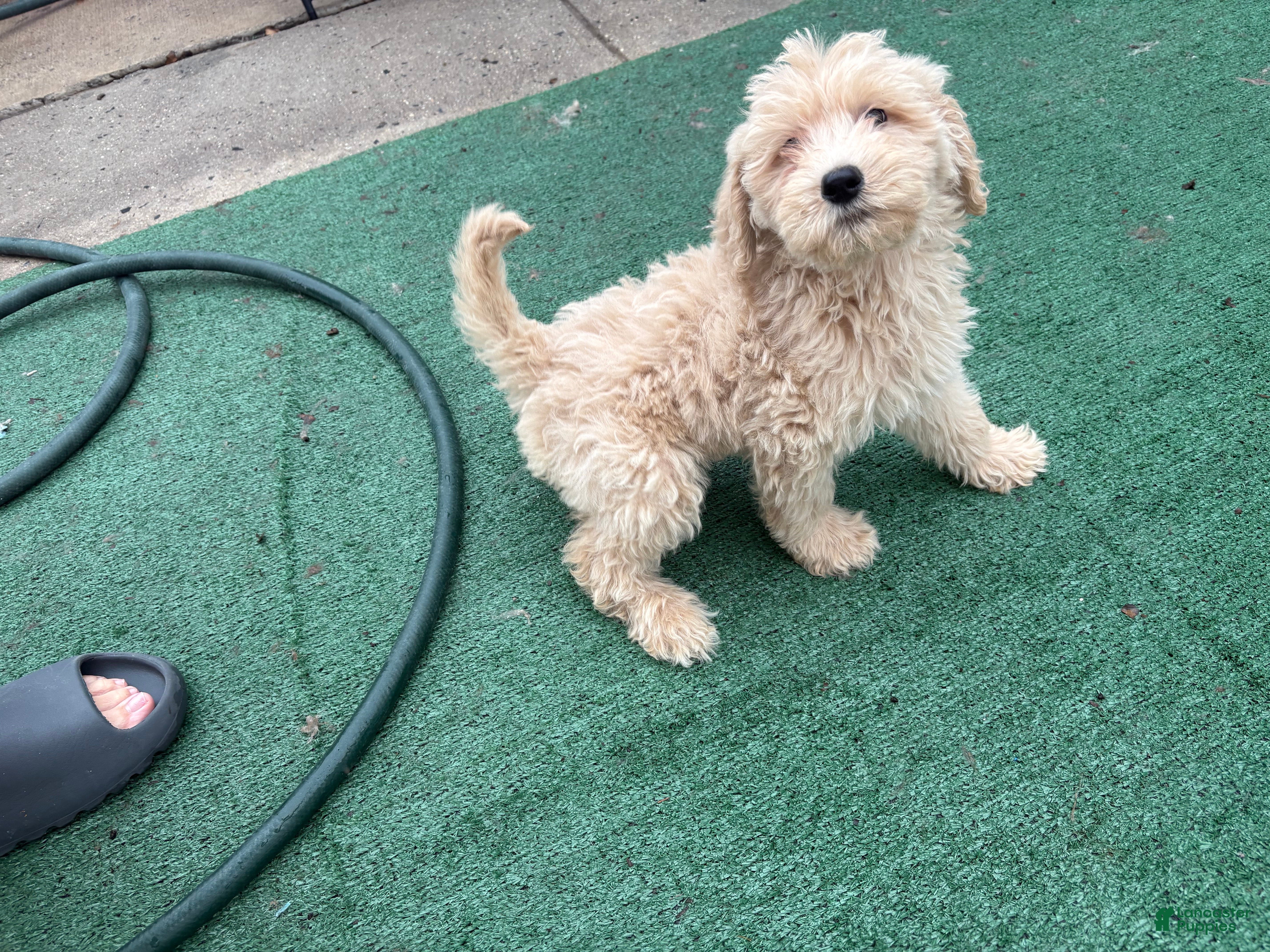 Standard Poodle dogs Standard Poodle 2 - Ad 2
