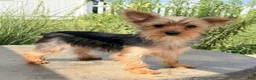 Yorkshire Terrier dogs for sale: Archie - Ad 4