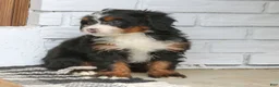 Mini Bernedoodle dogs for sale: Ivy  - Ad 3