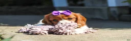 Cavalier King Charles Spaniel dogs for sale: Ellie - Ad 4