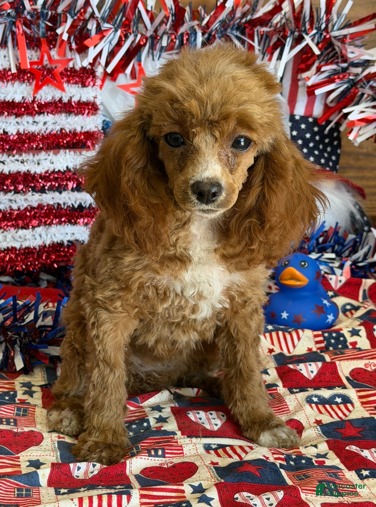 Miniature Poodle dogs Pixie - Ad 24
