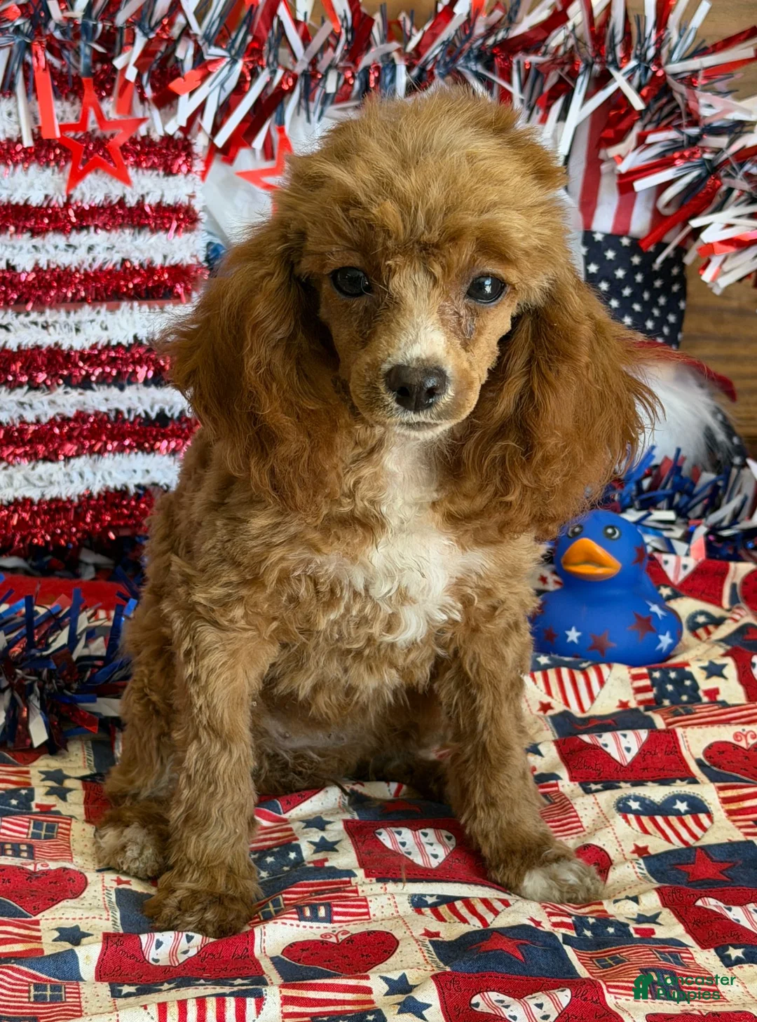 Miniature Poodle dogs for sale: Pixie - Ad 1